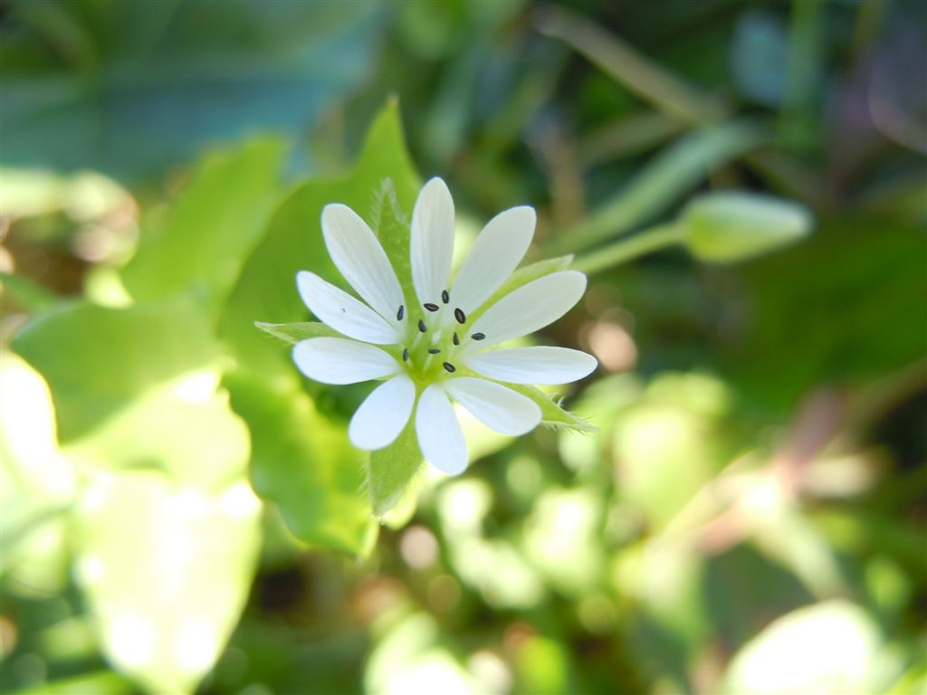 Fiori da Capodimonte - Stellaria neglecta